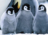 Film: Die Reise der Pinguine