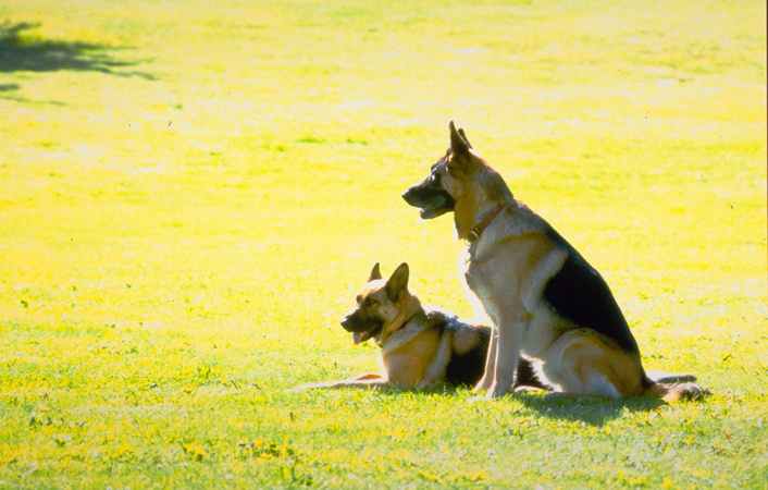 Film: Mein Partner mit der kalten Schnauze 3 - Bild4