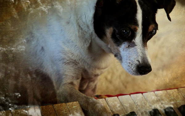 Film: Heart of a Dog (OmU)