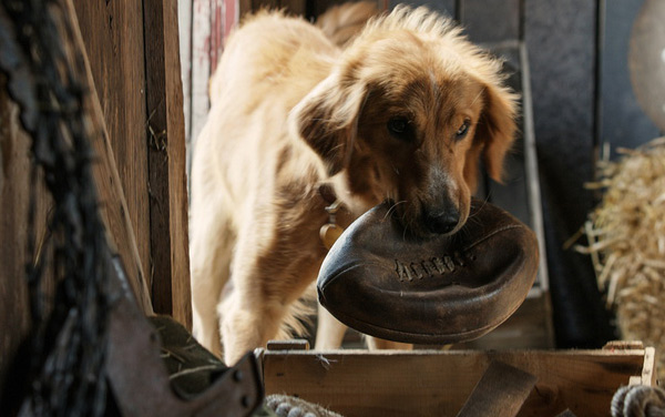 Film: Bailey - Ein Freund fürs Leben - Bild2