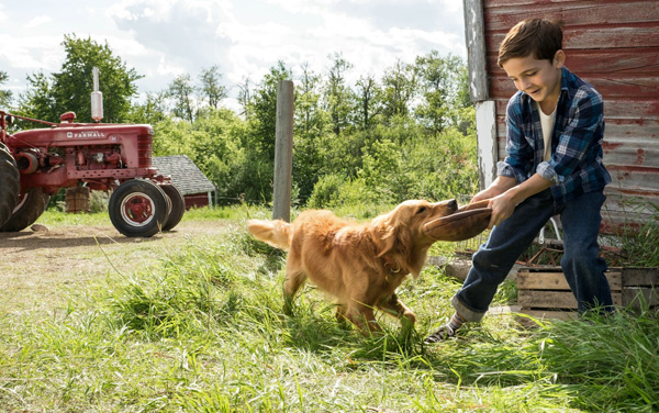 Film: Bailey - Ein Freund fürs Leben - Bild3
