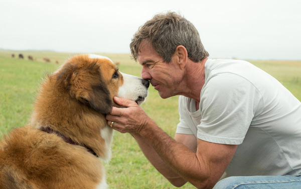 Film: Bailey - Ein Freund fürs Leben - Bild10