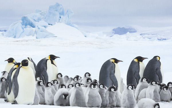 Film: Die Reise der Pinguine 2 - Bild1