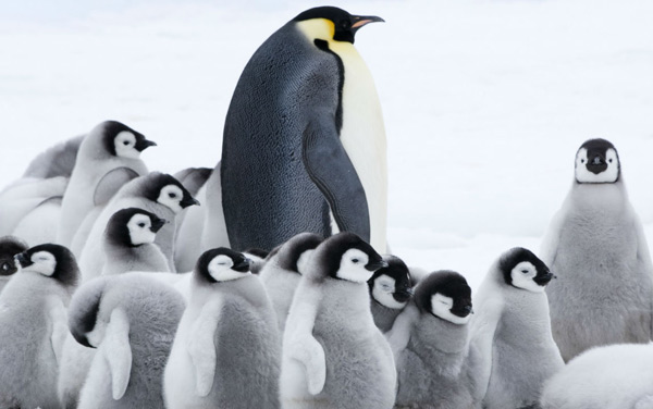 Film: Die Reise der Pinguine 2 - Bild2