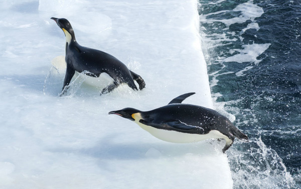 Film: Die Reise der Pinguine 2 - Bild4