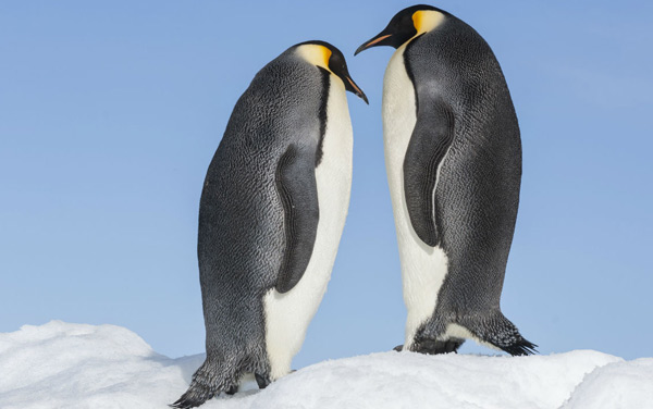 Film: Die Reise der Pinguine 2 - Bild5