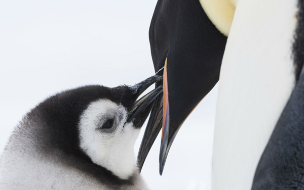 Film: Die Reise der Pinguine 2 - Bild6