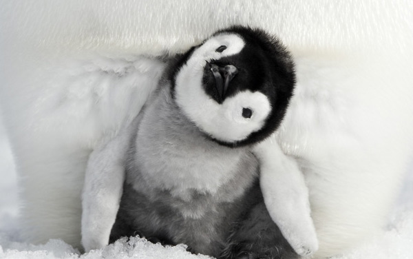 Film: Die Reise der Pinguine 2 - Bild7
