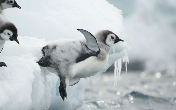 Film: Die Reise der Pinguine 2 - Bild8
