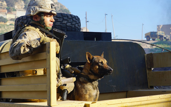 Sergeant Rex - Nicht ohne meinen Hund - auf Kinofilmwelt
