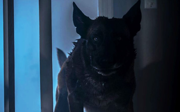 Film: Growl - Er riecht deine Angst - Bild6